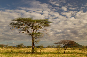 samburu